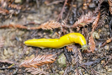 California Banana Slug (Ariolimax californicus) crawling. Big Basin Redwoods State park, Santa Cruz County, California, USA.
