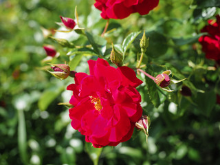 Flowering red climbing roses in the garden on a sunny summer day, bright summer festive delicate crimson garden roses on a Bush.