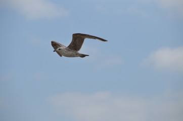 seagull in flight