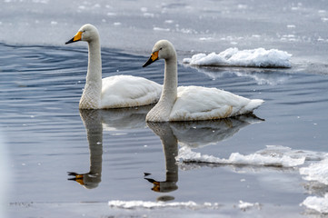 The Swan Lake