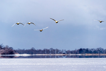 The Swan Lake
