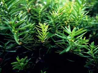 Green Christmas Tree, green branches full of needles, coniferous, close up