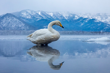 The Swan Lake