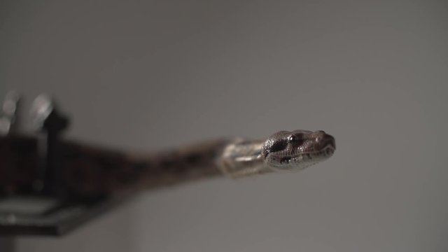 Head of Snake. Sudio super slow motion