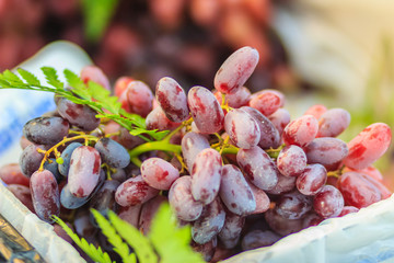 Extra jumbo size of black seedless Moon Drops grape or Witch Fingers grape for sale at the fruit market. Organic sweet long black sapphire grapes on sale.