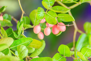 Organic Karanda (Carissa carandas) fruit on tree for sale at the plant market. Bengal currant fruit is a rich source of iron, so it sometimes used in treatment of anaemia.