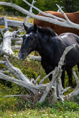 Wild horses in Cerro Alarken Nature Reserve, Ushuaia, Argentina