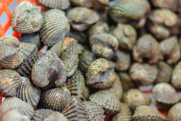 Fresh blood cockle or blood clam (Tegillarca granosa) background. Close-up raw sea cockles clams display for sale at seafood market use for cook steamed blanched cockles clams that very delicious menu