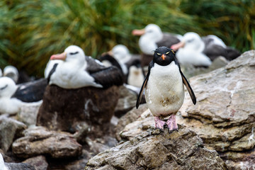 Rockhopper Penguin and Black-Browed Albatross’ colony in the rain and mud, Falkland Islands