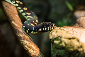 boelens python. Velvet colorful snake