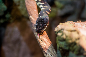 boelens python. Velvet colorful snake