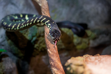 boelens python. Velvet colorful snake