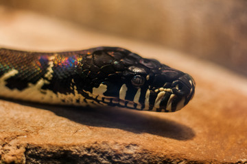 boelens python. Velvet colorful snake