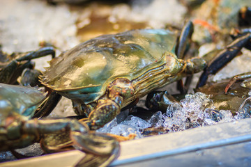 Soft shelled Serrated mud crab (Mangrove crab, Black crab) for sale at seafood market. Soft-shell crab is a culinary term for crabs which have recently molted their old exoskeleton and are still soft.