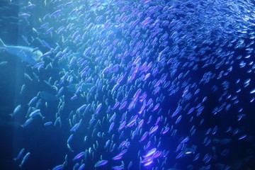 マイワシの群れ