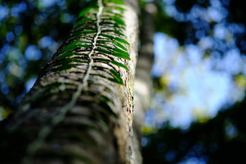 Fototapeta premium Close up of Green leaves slither along the trunk of the tree.