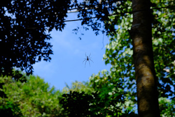 black spider on the sky with green leaves and tree background.