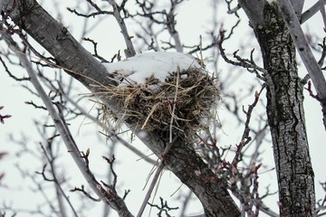 winter bird nest