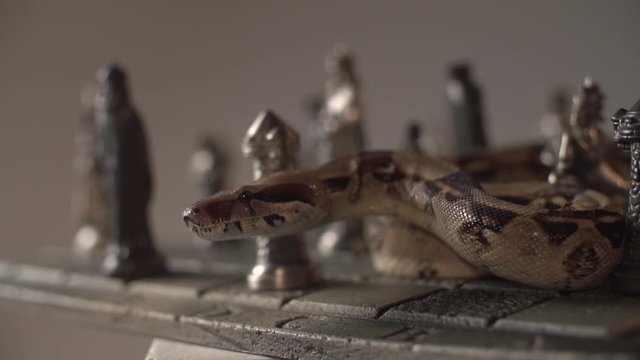 Snake head on iron silver chess board