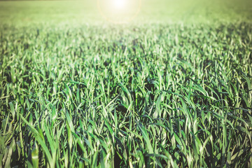 young fresh green wheat sprouts on the field.