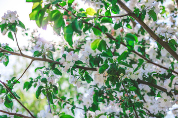Apple tree flowers on a tree in spring.