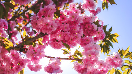 Sakura flowers on a flowering tree. against the sky