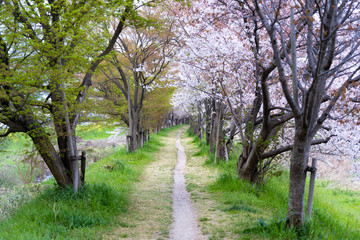 Naklejka premium 桜のある小道
