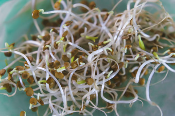 seedlings of eggplant seeds in a Petri dish.
