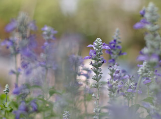 Purple lavender flower