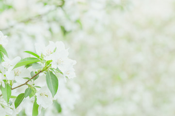 Background of white beautiful blooming apple tree brunch in spring garden