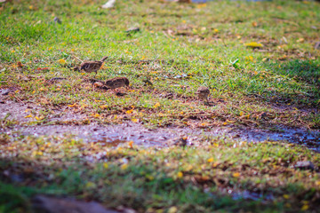 Eurasian Tree Sparrow bird is looking for food on grass field in the wetland, It is passerine bird in the sparrow family with a rich chestnut crown and nape, and a black patch on each pure white cheek