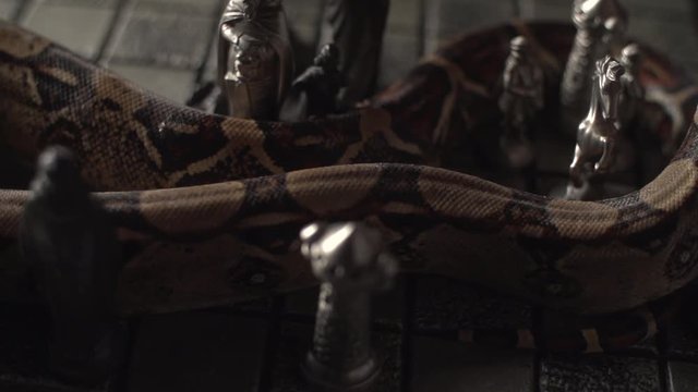 Close up of a snake on old iron chess board. Studio super slow motion