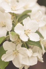 White beautiful blooming apple tree brunch in spring garden