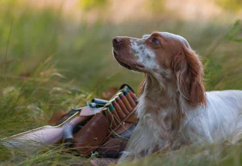 Foto op Plexiglas Hunting dog. Pointing dog. English setter. Hunting.  Portrait of a hunting dog with trophies.  On hemp the gun, cartridges and trophies lie. Real hunt © a_chibirkin