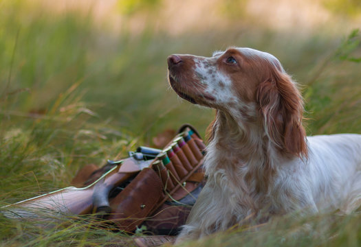 Hunting dog. Pointing dog. English setter. Hunting.  Portrait of a hunting dog with trophies.  On hemp the gun, cartridges and trophies lie. Real hunt