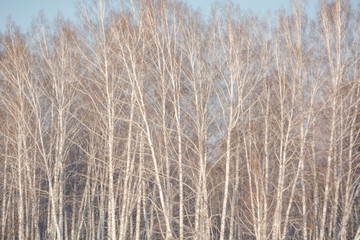 Trees in the winter forest. The dark landscape. Winter in Russia.