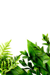 Spring green plants, sprigs, leaves border on white background top view copy space border