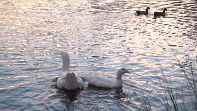 Telese - Duck and Swan in a Lake at the sunset