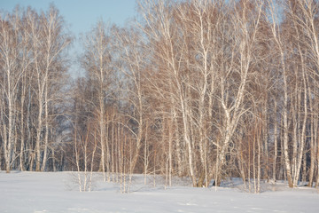 Trees in the winter forest. The dark landscape. Winter in Russia.