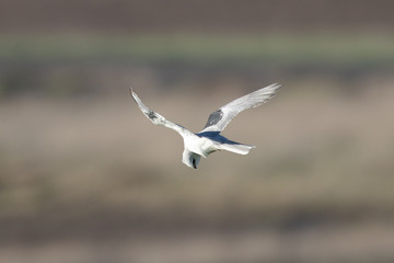 white-tailed kite flying in the wild