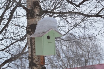 homemade birdhouse on the tree.