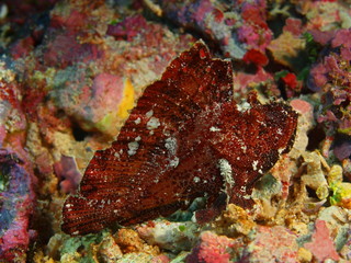 The amazing and mysterious underwater world of Indonesia, North Sulawesi, Bunaken Island, anglerfish