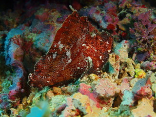 The amazing and mysterious underwater world of Indonesia, North Sulawesi, Bunaken Island, anglerfish