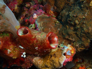 The amazing and mysterious underwater world of Indonesia, North Sulawesi, Bunaken Island, sea squirt