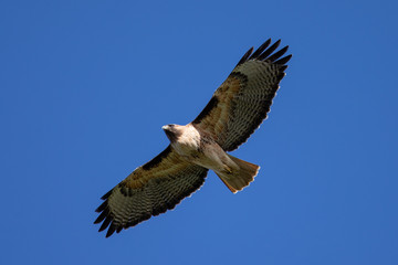 Very close view of a red-tailed hawk flying, seen in the wild in North California