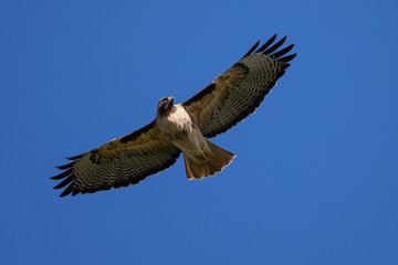 Very close view of a red-tailed hawk flying, seen in the wild in North California