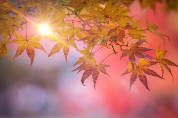 Fototapeta na wymiar Red maple leaves on autumn season in Japan