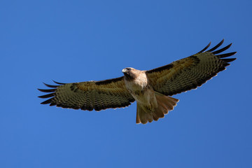 Very close view of a red-tailed hawk flying, seen in the wild in North California