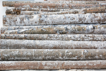 Cut trees in piles in winter. Many tree trunks lying. Treating trees.