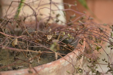 dry branches of planets